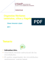 Organelas Fibrilares: Centriolos, Cilios y Flagelos.: César Amanzo López 2011