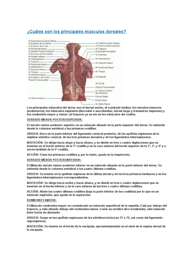 Cuáles Son Los Principales Músculos Dorsales | Sistema esquelético ...