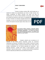 sistema_nerviso_endocrino..pdf