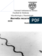 Borrelia Recurrentis