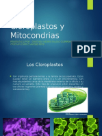 Cloroplasto y Mitocondra