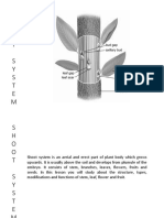 Shoot System - Stem, Leaf PDF