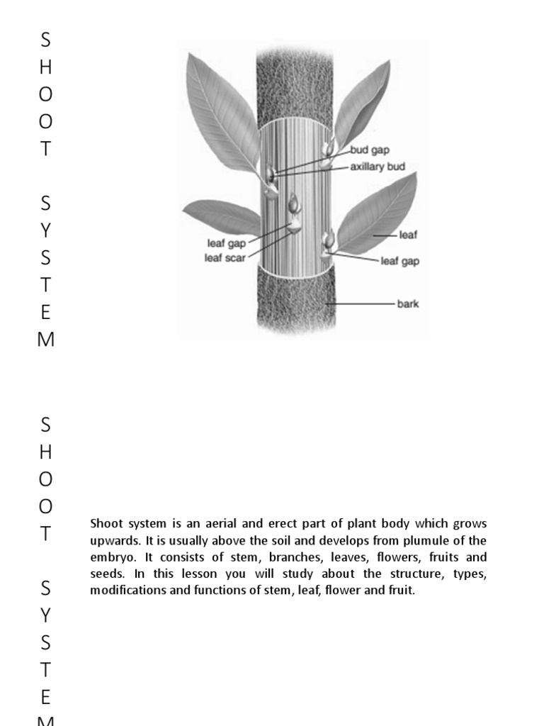 Understanding Plant Shoot Systems | PDF | Leaf | Stoma