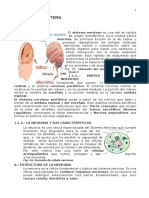 Sistema nervioso: estructura, función y tipos de neuronas