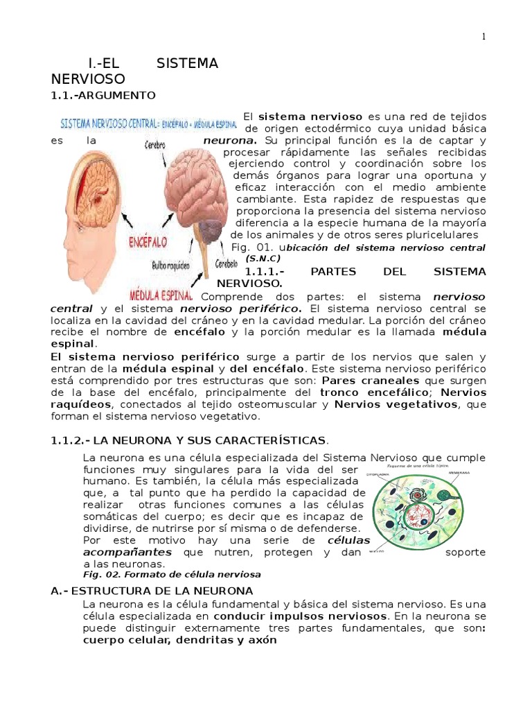 Estructura y Función del Sistema Nervioso | PDF | Neurona | Sinapsis