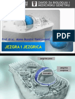 Jezgra I Jezgrica Prezentacija