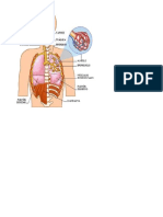 Sistema Respiratorio2