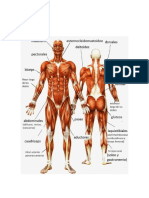 Sistema muscular