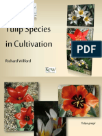 Tulip Species in Cultivation
