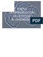 t6 Reproduccion de La Celula Al Organismo PDF