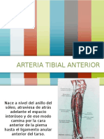 Arteria Tibial Anterior
