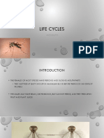 Life Cycle of Mosquito