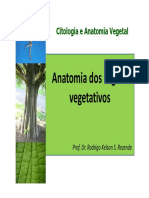 Anatomia Órgãos Vegetativos - Caule e Raiz PDF