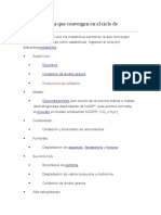 Principales Vías Que Convergen en El Ciclo de Krebs