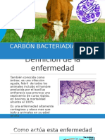 Carbón Bacteriadiano, Exposición Enfermedades en Animales