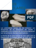 Premolar Es