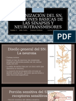 Organización del sistema nervioso, funciones básicas de las sinapsis y neurotransmisores