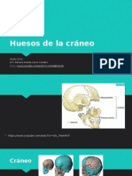 Huesos Del Cráneo