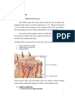 ptyriasis rosea