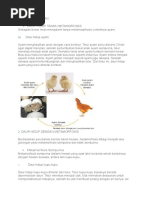 Daur Hidup Hewan Kambing Daur Hidup Hewan Kambing