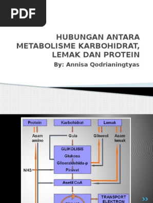 Hubungan Antara Metabolisme Karbohidrat Lemak Dan Protein