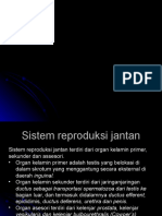 presentasi sisrepro jantan