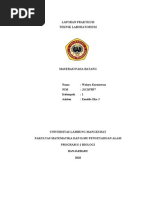 Download 6 MASERASI PADA BATANG by wahyukurniawan999 SN32535224 doc pdf