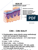 Sistem Integumen