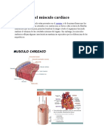 Anatomía del músculo cardíaco