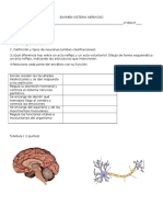 Anatomia Nervioso