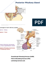 Anterior and Posterior Pituitary FSH & LH
