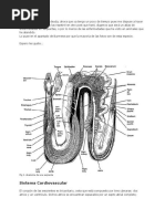 Atlas de La Anatomía de Una Serpiente.