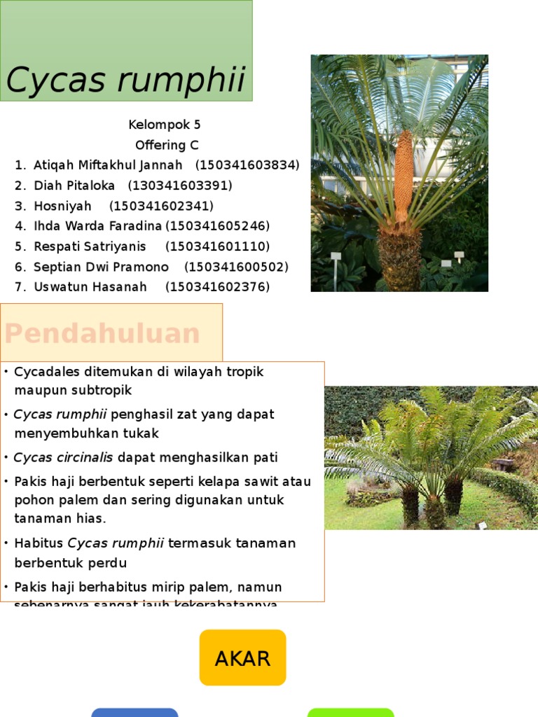 Morfologi dan Reproduksi Cycas Rumphii | PDF
