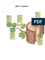 Tipos de Tejidos Vegetales