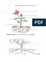 Las Plantas y Su Crecimiento. Secuencia.