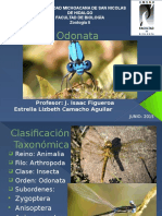 Odonata