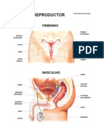 Aparato Reproductor Femenino y Masculino