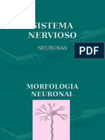 Sistema Nervioso Neuronas