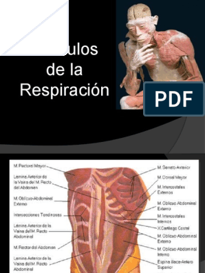 II3. Musculos de La Respiracion | PDF | Respiración | Abdomen