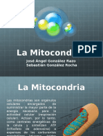 Mitocondria 