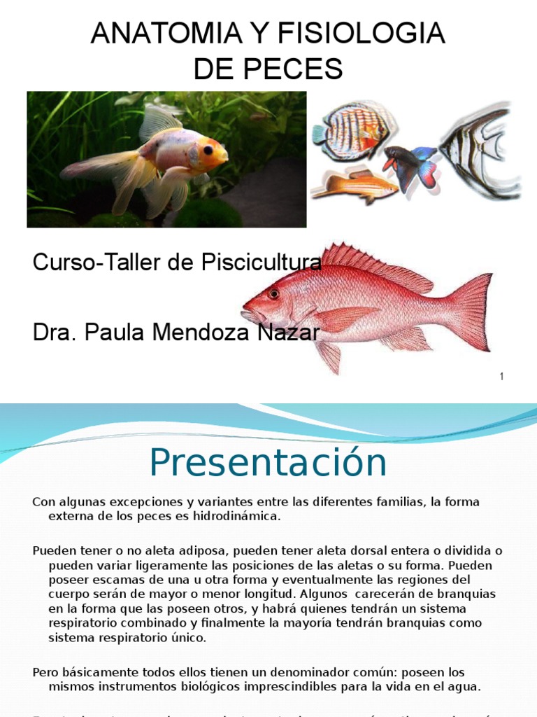 PPT - FAMILIAS DE PECES PowerPoint Presentation, free download - ID:954244, image size:768x1024