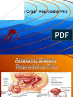 anatomi reproduksi pria.ppt