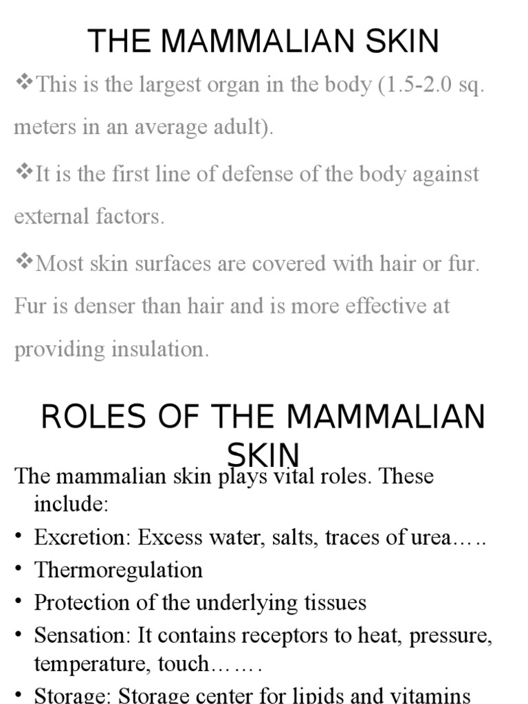 The Mammalian Skin | PDF | Skin | Integumentary System