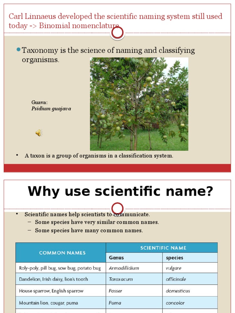 Binomial Nomenclature Explained | PDF | Language Arts & Discipline ...