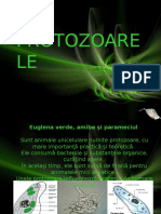 Protozoare