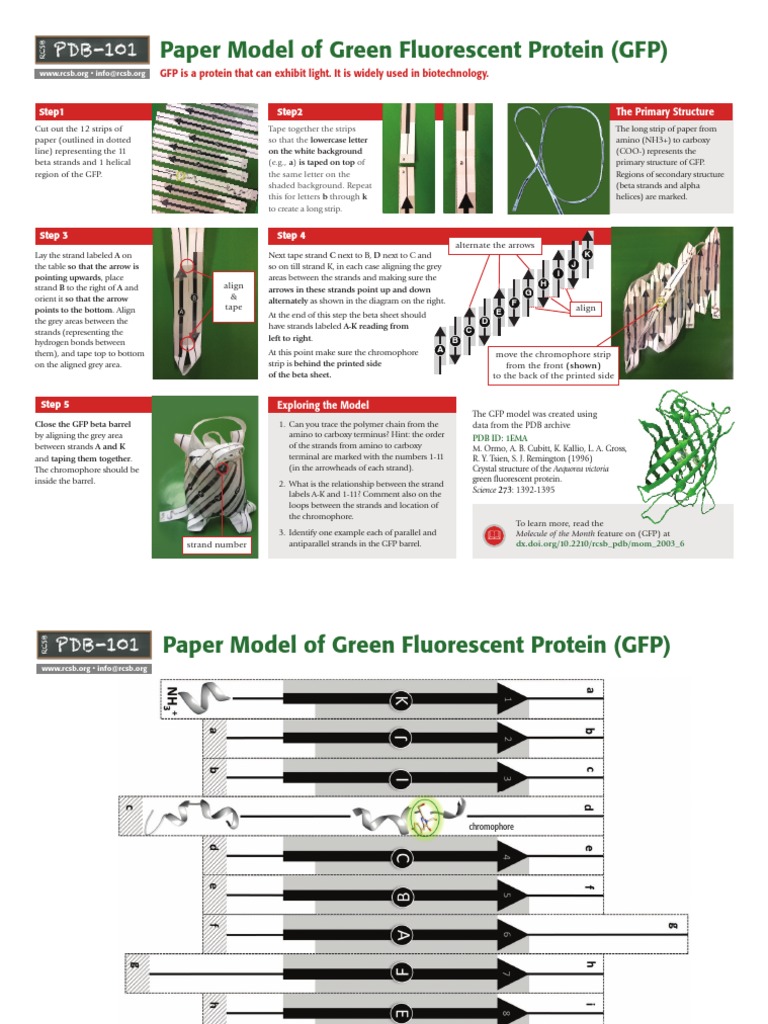 GFP Protein Folding Activity PDF Green Fluorescent Protein Beta Sheet
