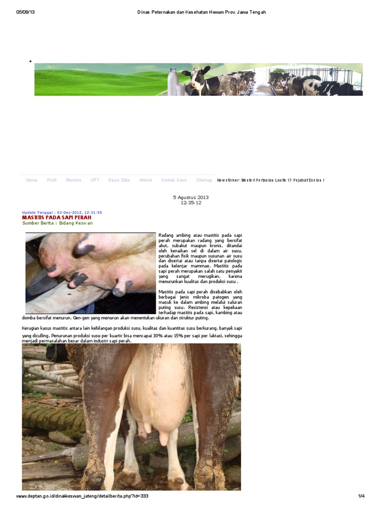 Mastitis Sapi