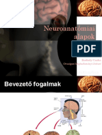 DR - Borbély Csaba Neuroanatómia PDF