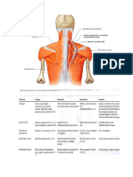 Musculos Origen Insercion Accion