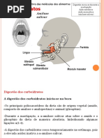 Digestão e Absorção de Carboidratos 2015